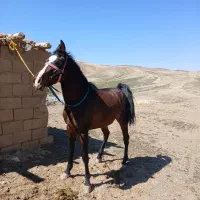 اسب|اسب و تجهیزات اسب‌سواری|چنگ الماسی, |دیوار