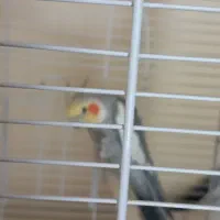 عروس هلندی دست آموز