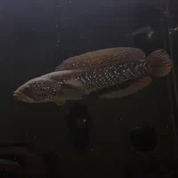 چانا آسیاتیکا وایت اسپاتد وحشی گاردگیر