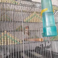 سهره کرمونی