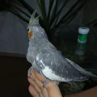 جوجه عروس هلندی|پرنده|اهواز, منبع اب|دیوار