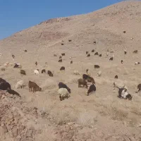 فروش بزغاله بز و بره