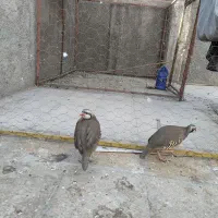 بلدرچین کوهی پرورشی