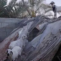 نری و بره گوشتی چاق و جوان