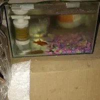 آکواریوم کوچک شیشه خم درب دار