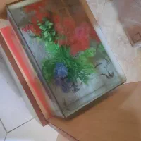 ماهی گپی نر و ماده و بچه ها