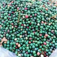 ونوشک تازه