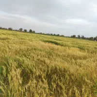 اجاره داده میشود زمین چاه برقی