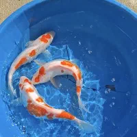 مولد کوی|ماهی|شهرضا, |دیوار