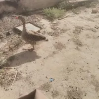 غاز ماده