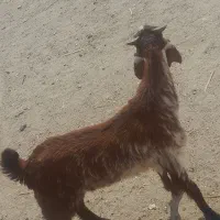 کهره چپش چاق