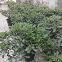 فروش پیتسپروم ،یاس،کامیس به دلیل جابجایی زمین