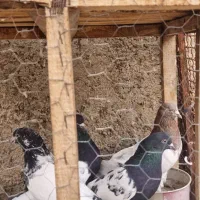 کله ای وسینه ای