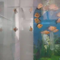 ماهی مولی بالن|ماهی|قم, شهرک مهدیه|دیوار