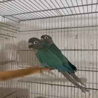 یک جفت تراکوییس نرمال در حد|پرنده|بندرعباس, |دیوار