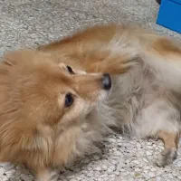 تعویض دوتا سگ نژاددار نر و ماده با سیستم ماشین|سگ|زنجان, |دیوار