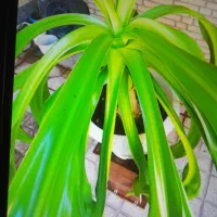 گل سوسن عنکبوتی