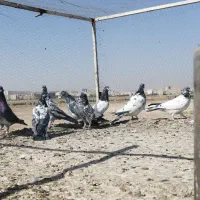کبوتر پرشی|پرنده|قم, شهر قائم|دیوار