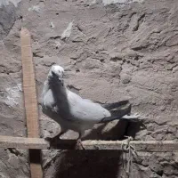 کبوتر|پرنده|اسلام‌شهر, شهرک طالقانی|دیوار