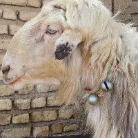 قوچ ترکی کر سوز ،بره میش بز کهره|حیوانات مزرعه|مرودشت, تخت جمشید|دیوار