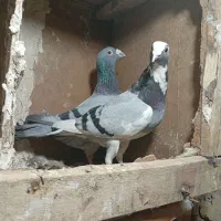 کبوتر پلاکی ناجلد معاوضه با مرغ و خروس فقط|پرنده|یزد, |دیوار