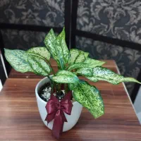 گل زیبای آپارتمانی