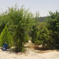 باغ نیمه کاره 530 متری برق کنتور و سند و چاه|فروش زمین و ملک کلنگی|اصفهان, براآن شمالی|دیوار