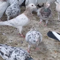 سار