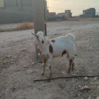 کره نر