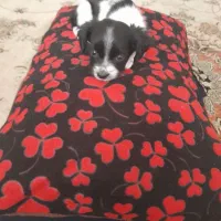 واگذاری توله سگ دوماه فروش فوری