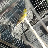 قناری نر مست|پرنده|قدس, شهرقدس|دیوار