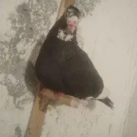 پلنگ|پرنده|ماهان, |دیوار