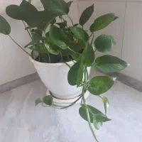 گلدانها همه سالم
