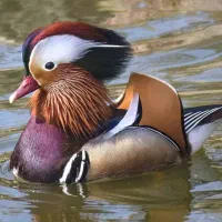 اورک نره رنگی