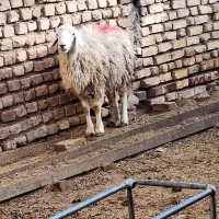 دو میش و بز|حیوانات مزرعه|بیرجند, |دیوار