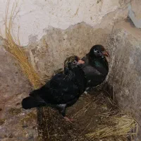 گم شده|حیوانات|گناباد, |دیوار