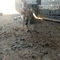 خروس لاری|حیوانات مزرعه|تربت جام, جلگه موسی آباد|دیوار