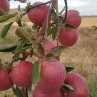 سیب|خدمات باغبانی و درختکاری|باغ حلی, |دیوار