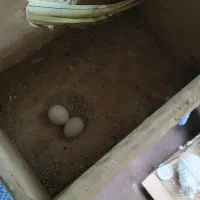 عرروس نرماده