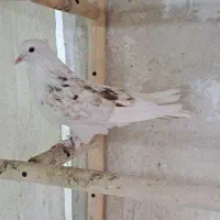 کبوتر دوکت هما