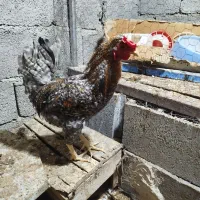 خروس محلی اصل