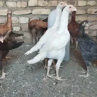 لاری خروس جوجه مرغ|حیوانات مزرعه|مشهد, کوی پلیس|دیوار