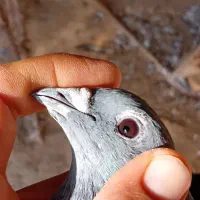 یک جفت نروماده|پرنده|هامون, |دیوار