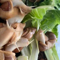 حلزون آچاتینا|خزنده|شیراز, شهرک گلستان|دیوار