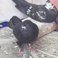 سایر