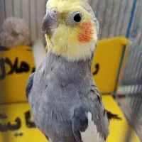 عروس هلندی نر سینامون سخنگو مولد دستی