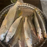 ماهی تازه قلاب