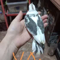 جوجه عروس هلندی سرلاکی|پرنده|گرگان, |دیوار