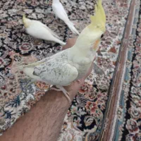 جوجه عروس هلندی دونخور|پرنده|کرج, اسدآباد|دیوار