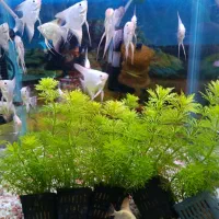 گیاه طبیعی آکواریوم